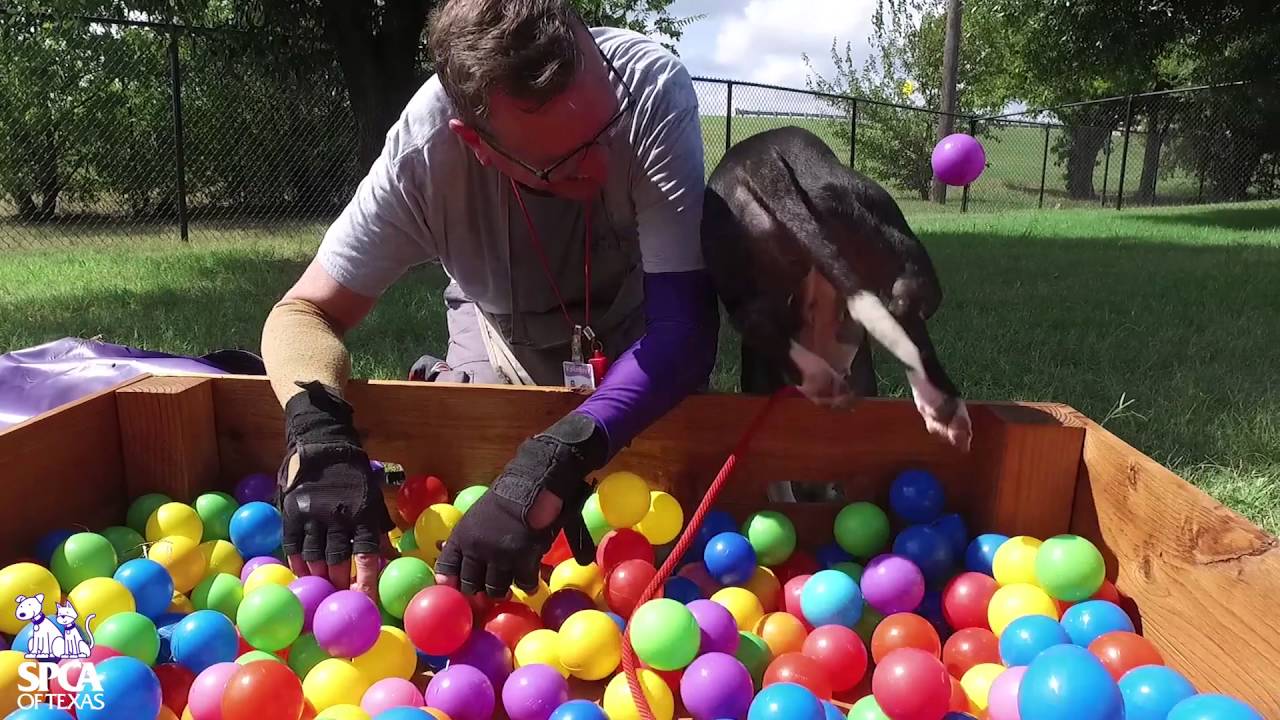 horseshoe bend Abused Pit Bull has overcome so much.