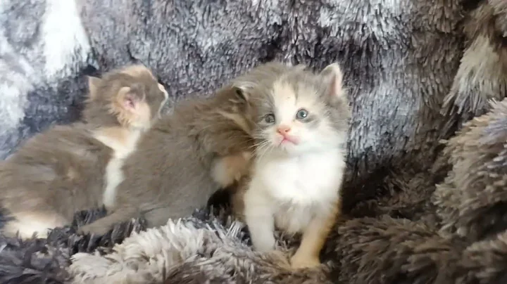 Video 2191801: maine coon cross kittens