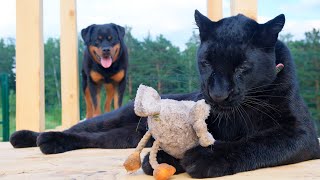 Panther Luna and Venza meet Zheka  An accident at the construction of an enclosure (ENG SUB)