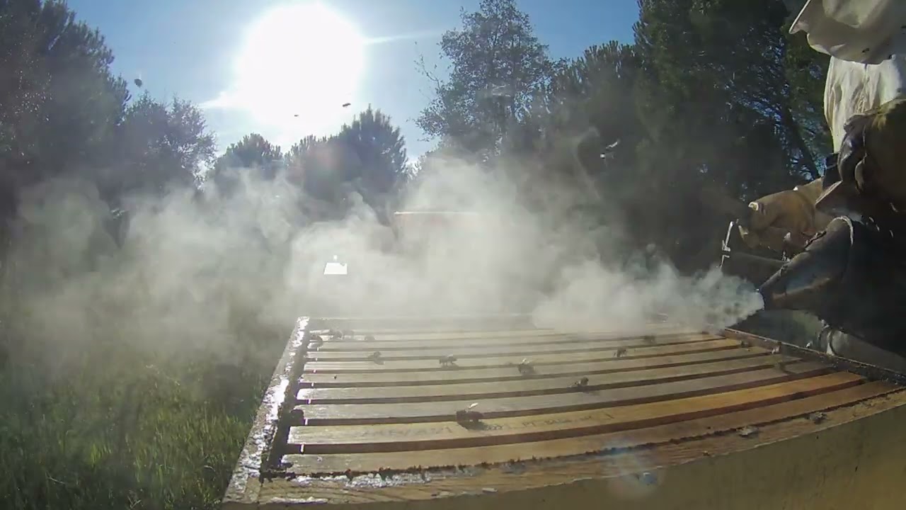 Apicultura Final de Março