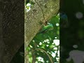 A bird is prossasing it’s nest #nationalgeographic #bbcearth #wildlife #animalplanet #discovery