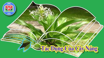Tác Dụng Của Cây Náng Đối Với Sức Khỏe Chủ Động Con Người