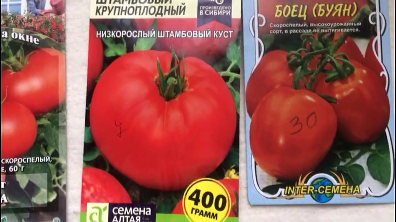 Штамбовые томаты - не подвязываем, а многие и не пасынкуем.... - YouTube