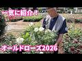 オールドローズ2026年ver. きっとどこにも取り上げられていない品種があるはず！5月4日撮影