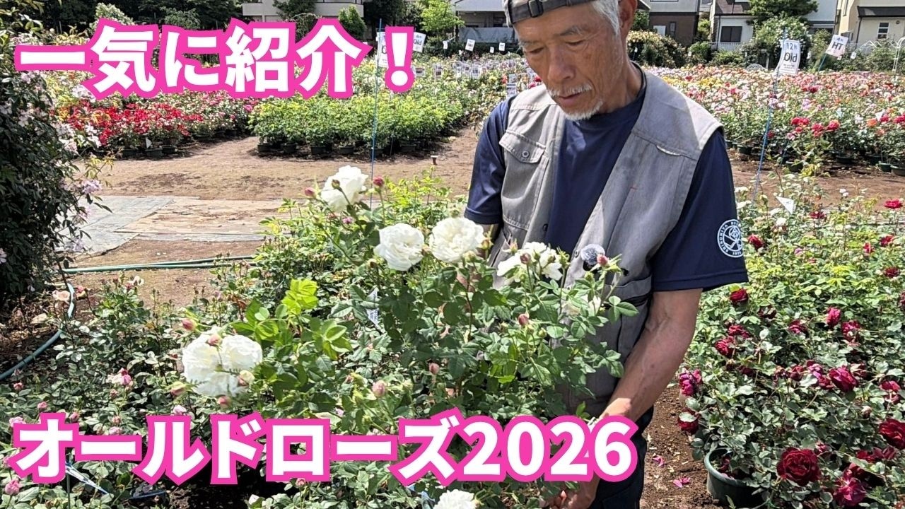 15品種⭐️オールドローズ苗⭐️15ポット オールドローズ2026年ver. きっとどこにも取り上げられていない品種が