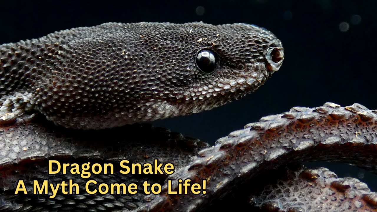 Dragon Snake – A Myth Come to Life!