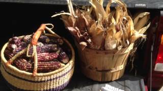 Shelling Corn