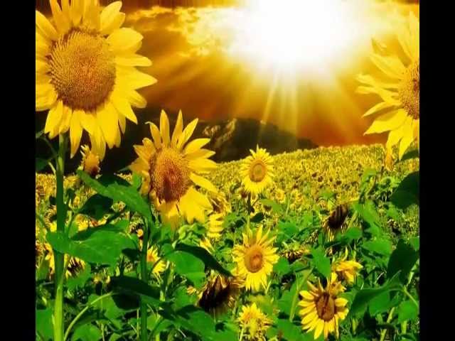 GIORGIA - COME UN GIRASOLE