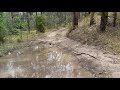 Two goannas going at it on a recent 4wd trip