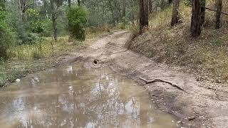 Two goannas going at it on a recent 4wd trip