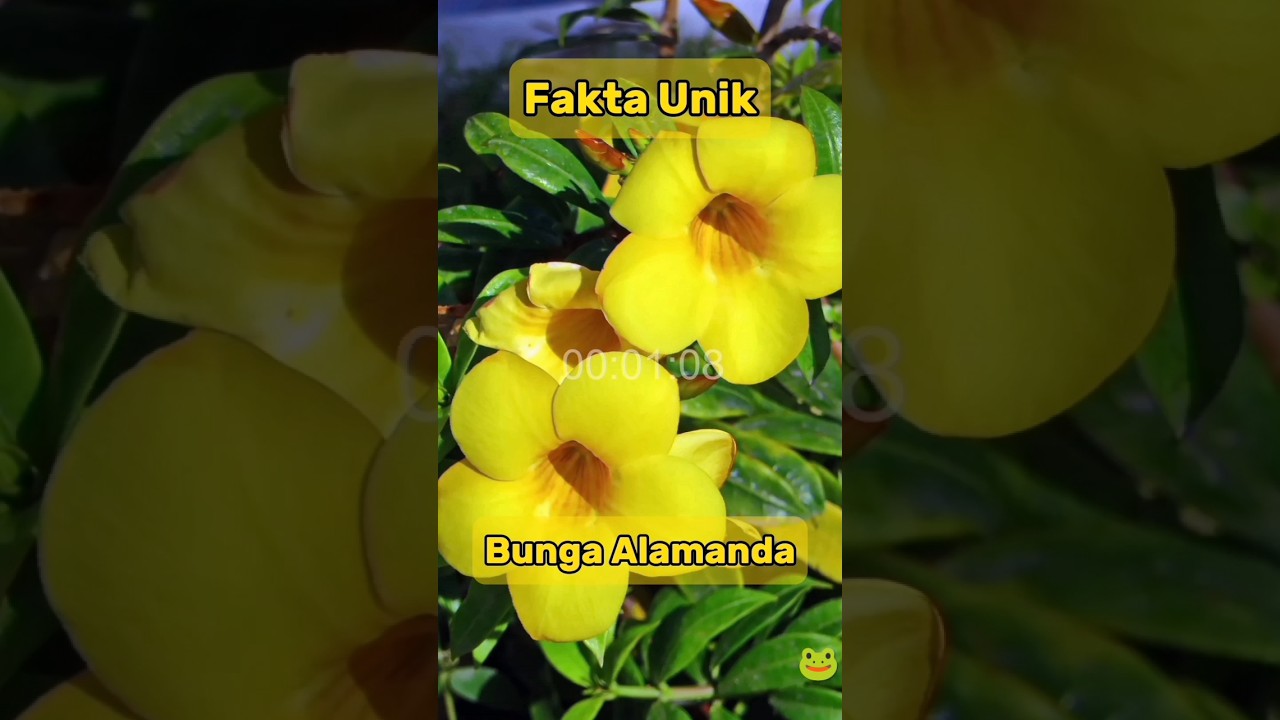 Fakta unik bunga alamanda yang jarang diketahuu !? 