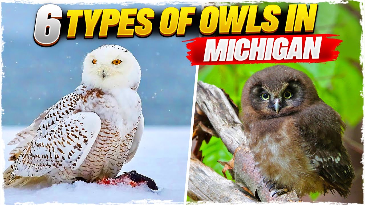 6 Types of Owls in Michigan (with Pictures)