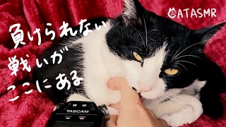 グルーミングさせてくれない飼い主に不満そうな顔をする猫ASMR_cat #50