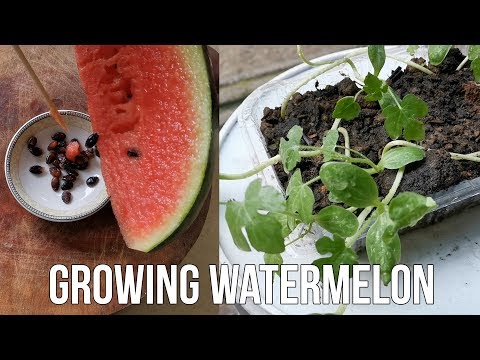 Video: Sowing Watermelon Seeds