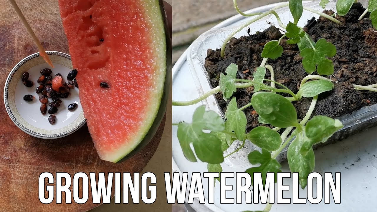 How To Grow Watermelon From Seed At Home - YouTube