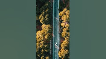 A Road in Forest - Stock Video Free To Use HD 4K