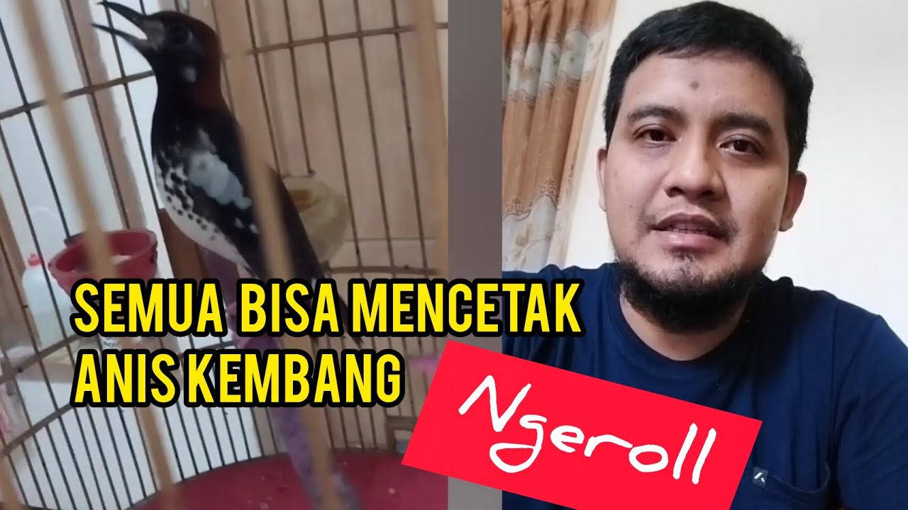 Rawatan lengkap Anis kembang pastol/dewasa agar bisa gacor & Ngerol!! Tanpa doping!!