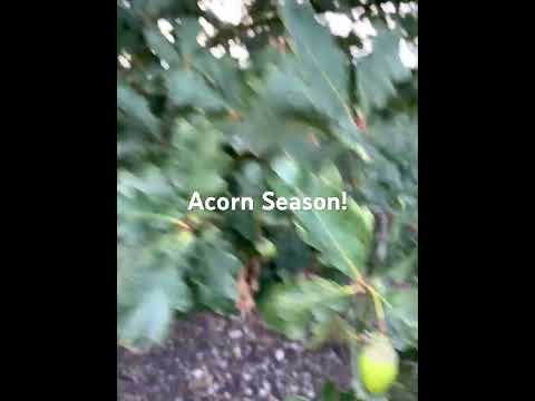 Acorns and Fresh Air on the farm #travel #acorns #countryside