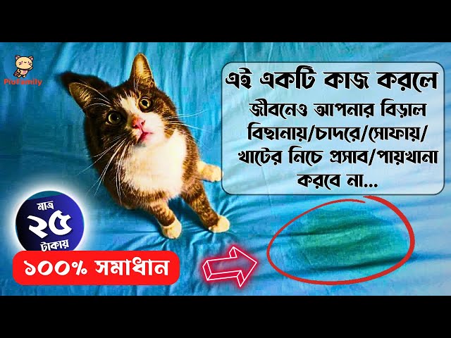 Porno, siz shovqin qilasiz, shovqin qilasiz