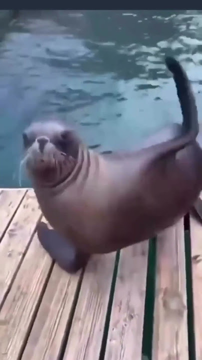 seal vibes