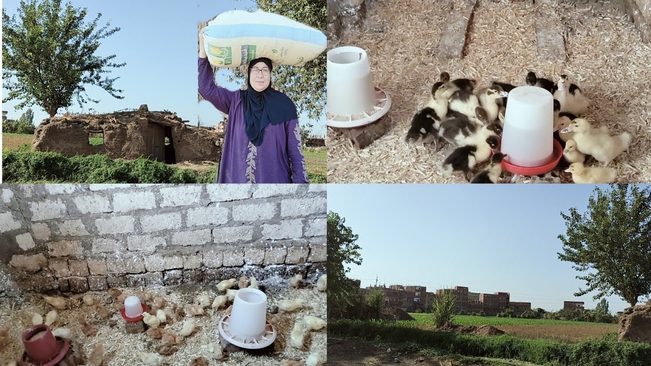 سبيك بقى من وصفات العيد ويلا ندخل بالشديد 😂 طريقه تربيه الكتكوت عمر يوم فى الجو الحر ده