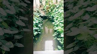 Koi pond #koifishhousekerala