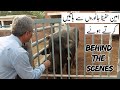 Amin hafeez talking to animals  amin hafeez