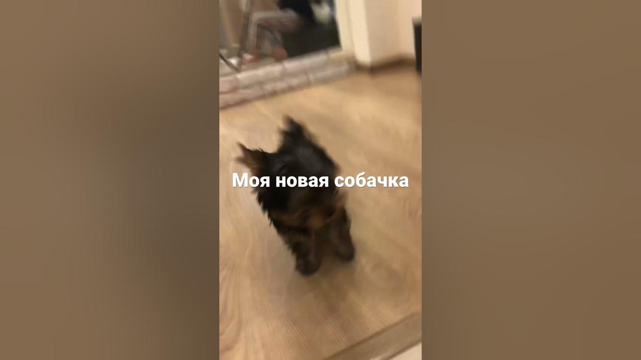 МИЛЯШКА - YouTube