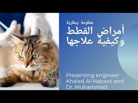 فيديو: 6 قضايا صحية للقطط يجب مراقبتها - أمراض القطط الشائعة