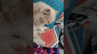 world best soft 👌 cat #facts #animals #pets #growwithcats #protection #catsfamily #indian cat shorts screenshot 2