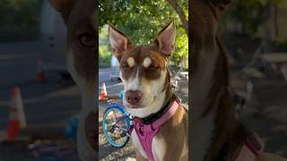 Celebrity What a husky pitbull mix looks like 🐶😍🤍 #dog Net Worth