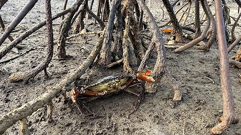 Trapping crabs big CRAB  and with super skill