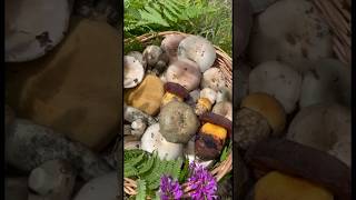 Грибное лукошко 17 мая 2024 #mushroom #природа #лето #nature #fungi