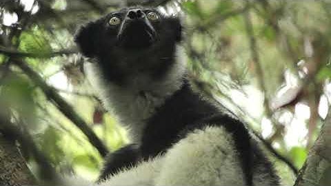 Introduction to lemurs