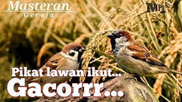 Masteran burung gereja tarung gacor