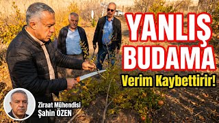 Nar Ağacı Yanlış Budanırsa Maliyeti: Ağacınız Yıllarca Gelişmez! Ziraat Mühendisi Açıklıyor