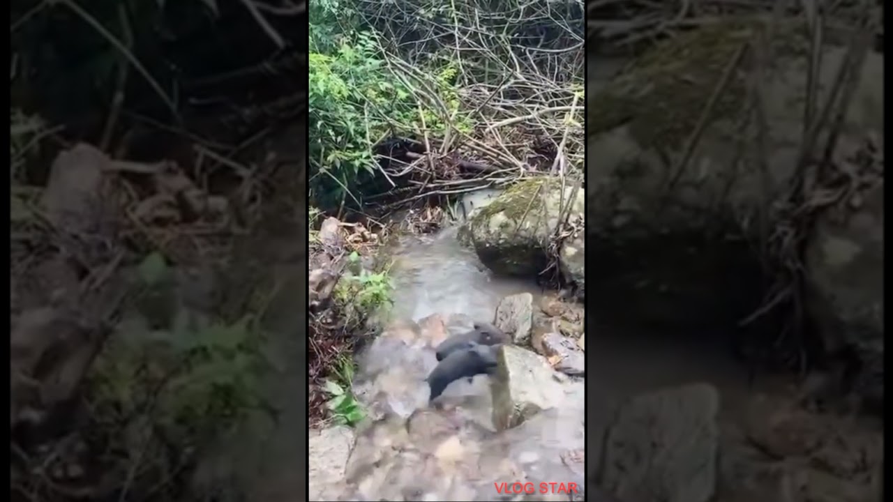 Tingkah anak 🐷 babi lucu