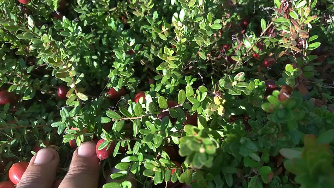 Клюква и жара - совместимы!