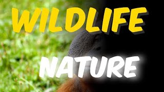 piano music with animals/piano funny animal sounds screenshot 1