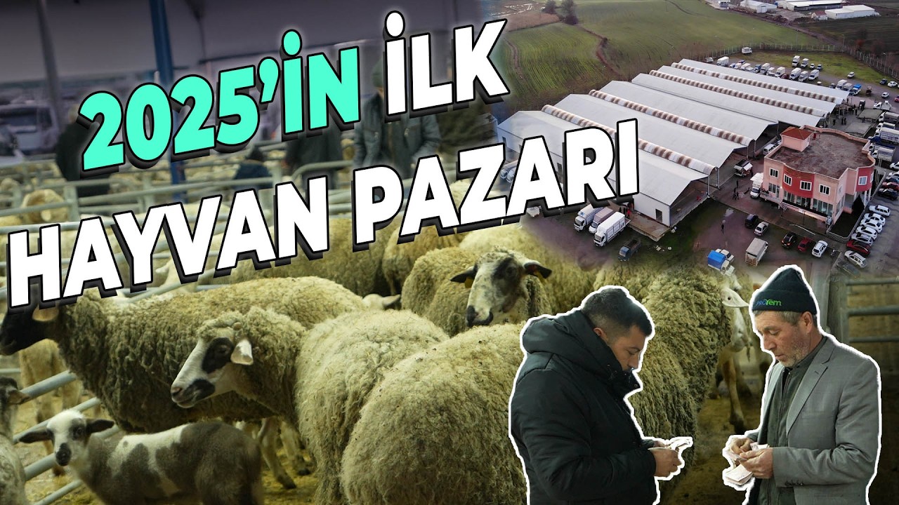 2025 Kurbanlık Koçlar En Az 20.000 TL | Balıkesir Gönen Hayvan Pazarı