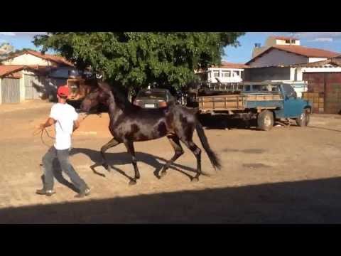 Cordeiros BA Cavalo