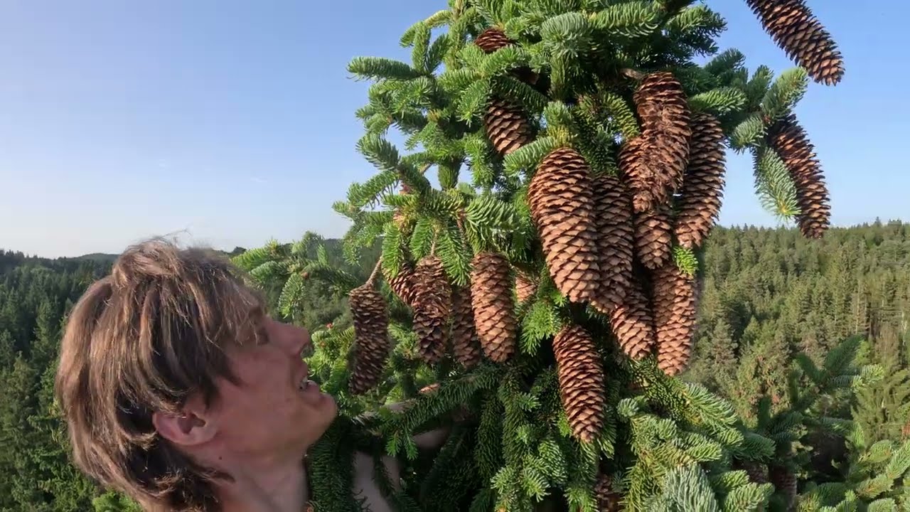 Free Solo Ascent Massive Tree - The German Tree Free Climber