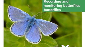 Recording and Monitoring Butterflies. Butterfly identification and recording workshop presentation 3