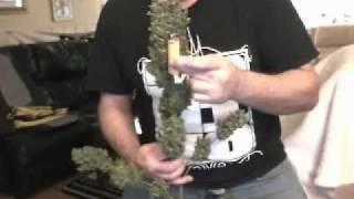 Showing Fresh Cut Nay's Ultra Jack & A Bong Hit!