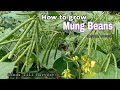 How to grow mung beans from seeds till harvest  growing green beans from seeds at home by ny sokhom