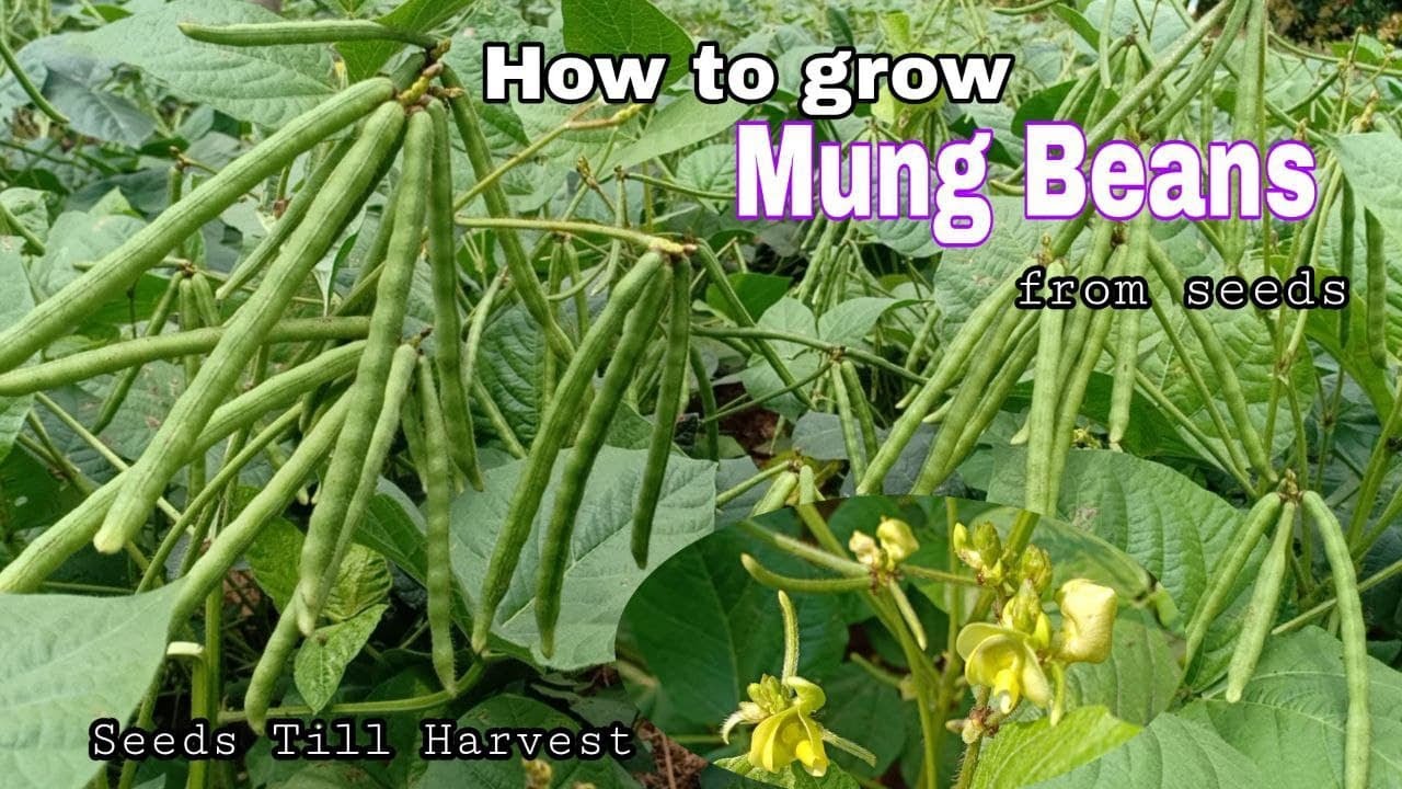 How To Grow Mung Bean Plant At Home Grow Mung Bean Plant In Glass ...