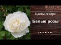 Белые розы в саду и на даче