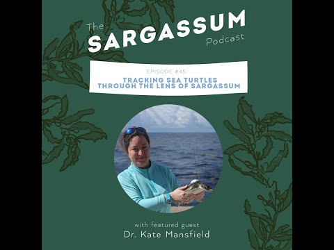 Sargassum podcast Ep. 45 Tracking Turtles Through the Lens of Sargassum with Dr  Kate Mansfield