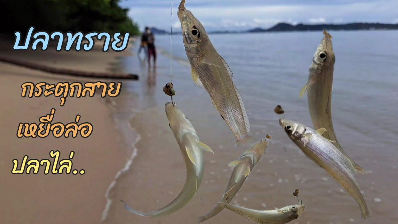 ตกปลาทราย..