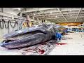 50トンナガスクジラの捕鯨プロセス。10,000トン級の巨大捕鯨母船の内部に密着。捕獲から解体荷揚げまで